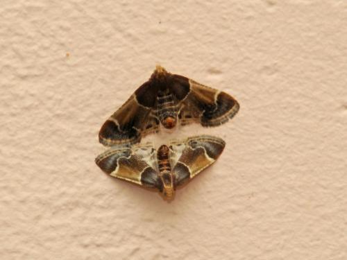 Réf. 290 691 : Pyralis farinalis